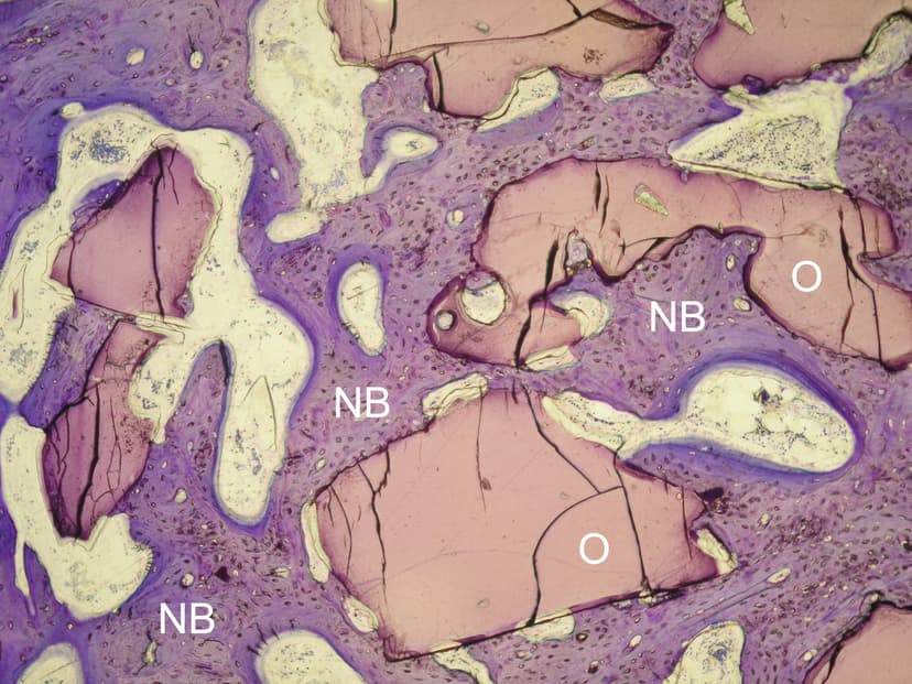 Histologie — 6 měsíců po implantaci